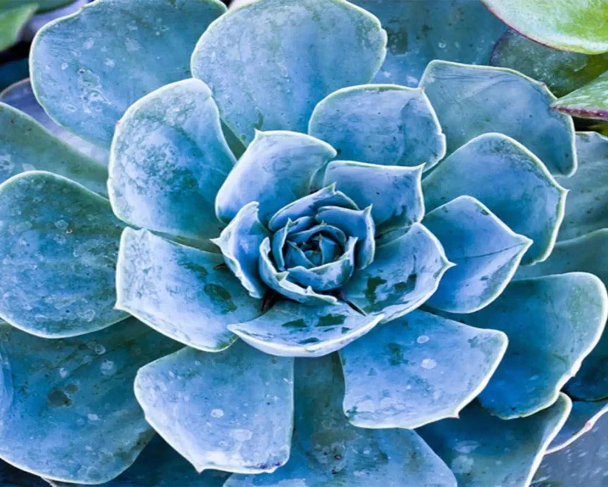 Baja Fragrance Oil