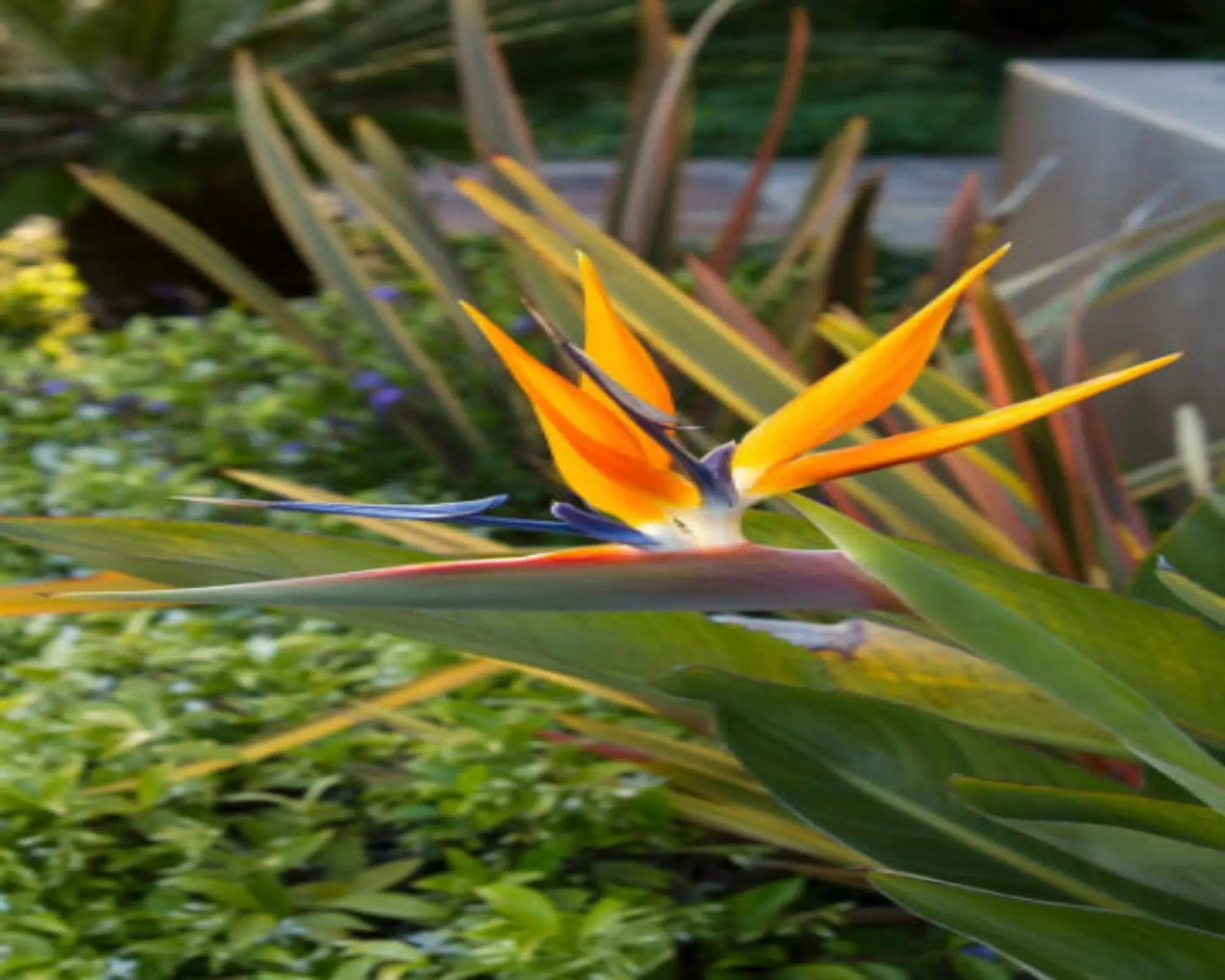 Birds of Paradise Fragrance Oil