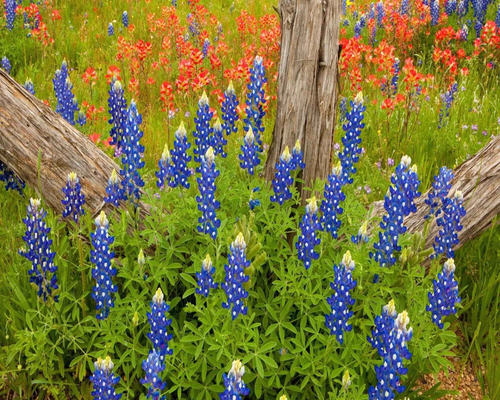 Bluebonnet Fragrance Oil