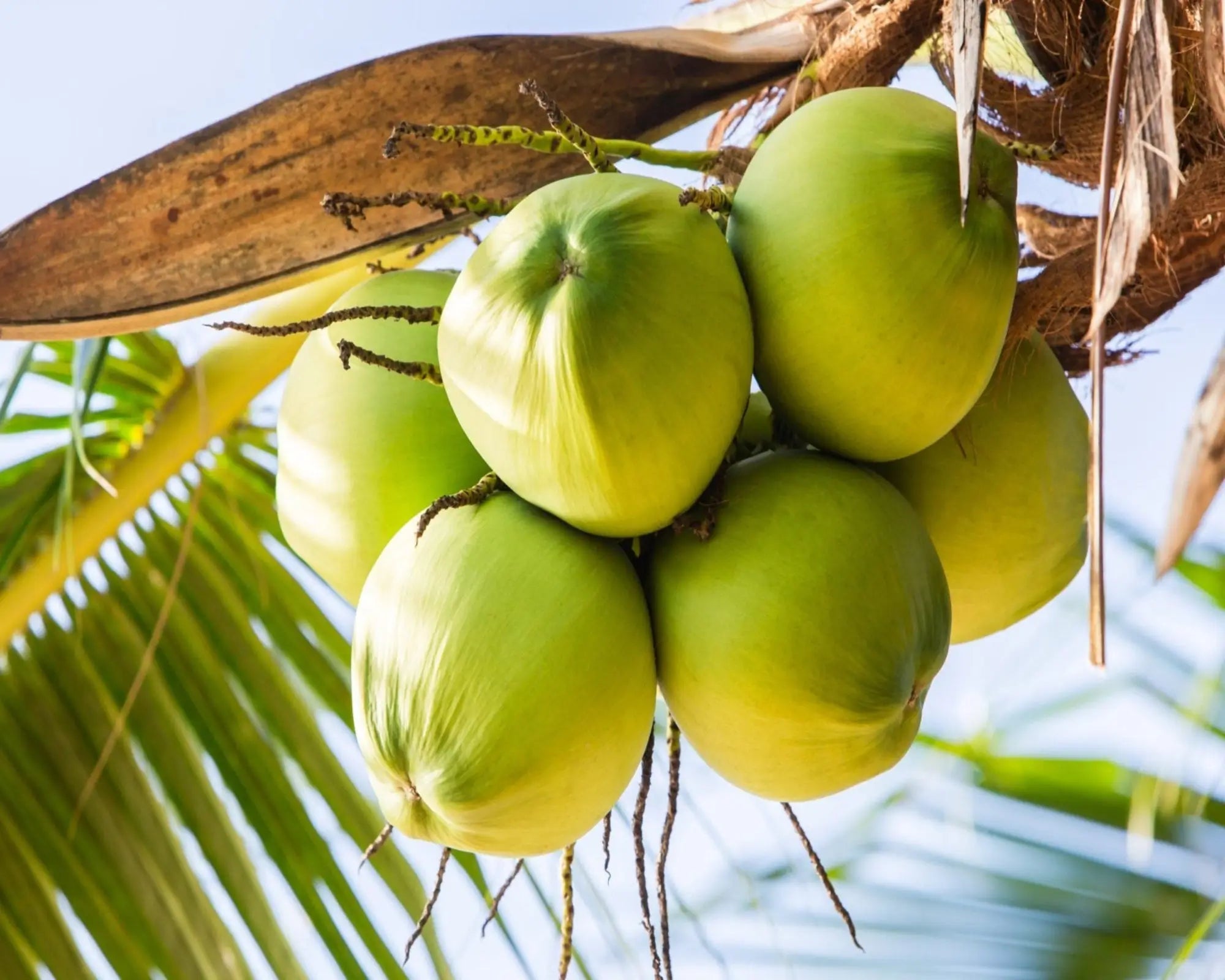 Coconut Fragrance Oil