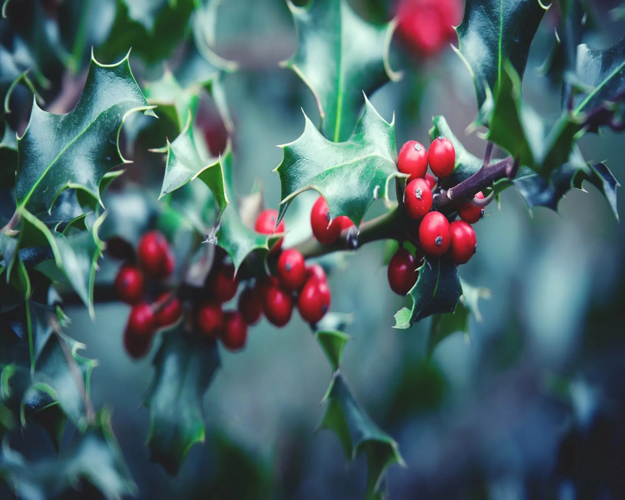 Hollyberry Fragrance Oil