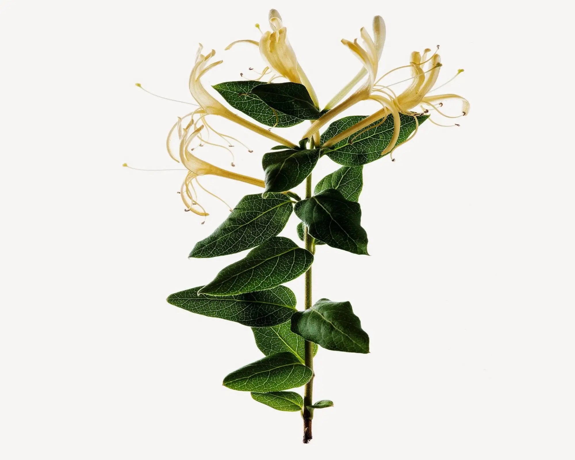 Honeysuckle Jasmine Fragrance Oil