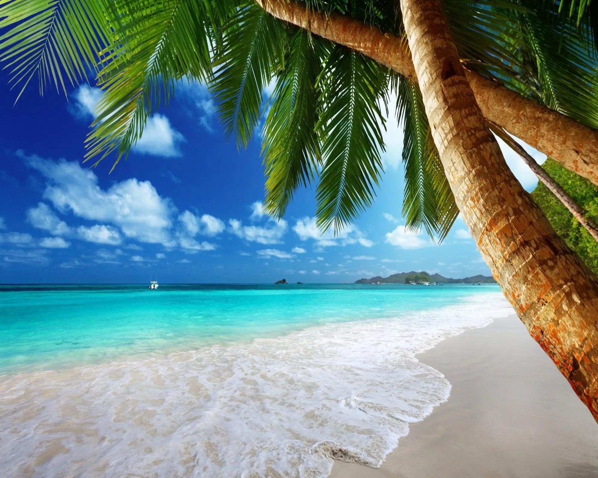 Island Orchard Fragrance Oil