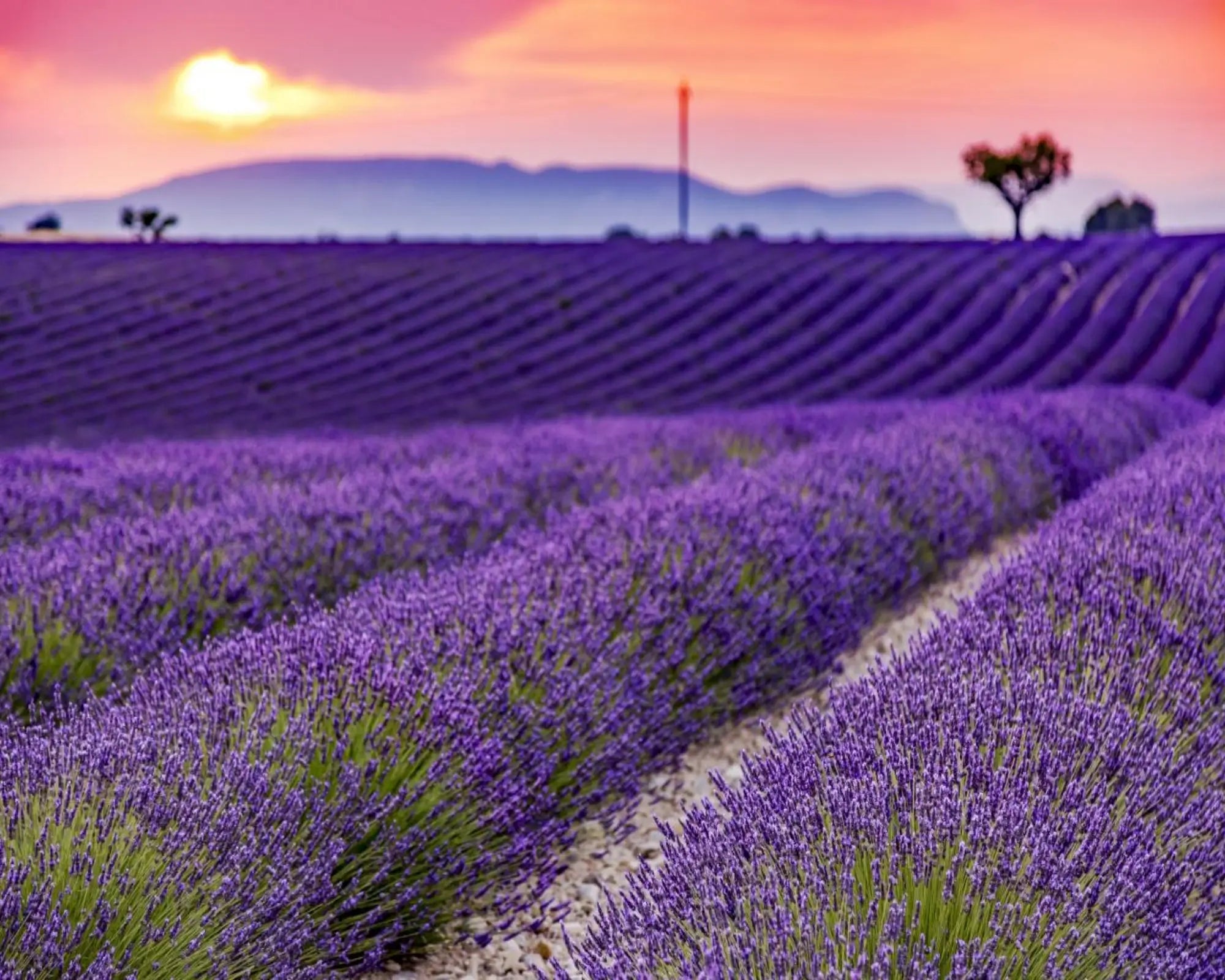 Lavender Fragrance Oil