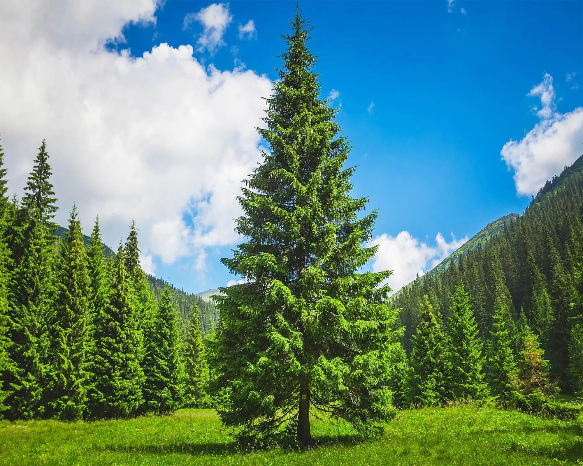Pine Fragrance Oil