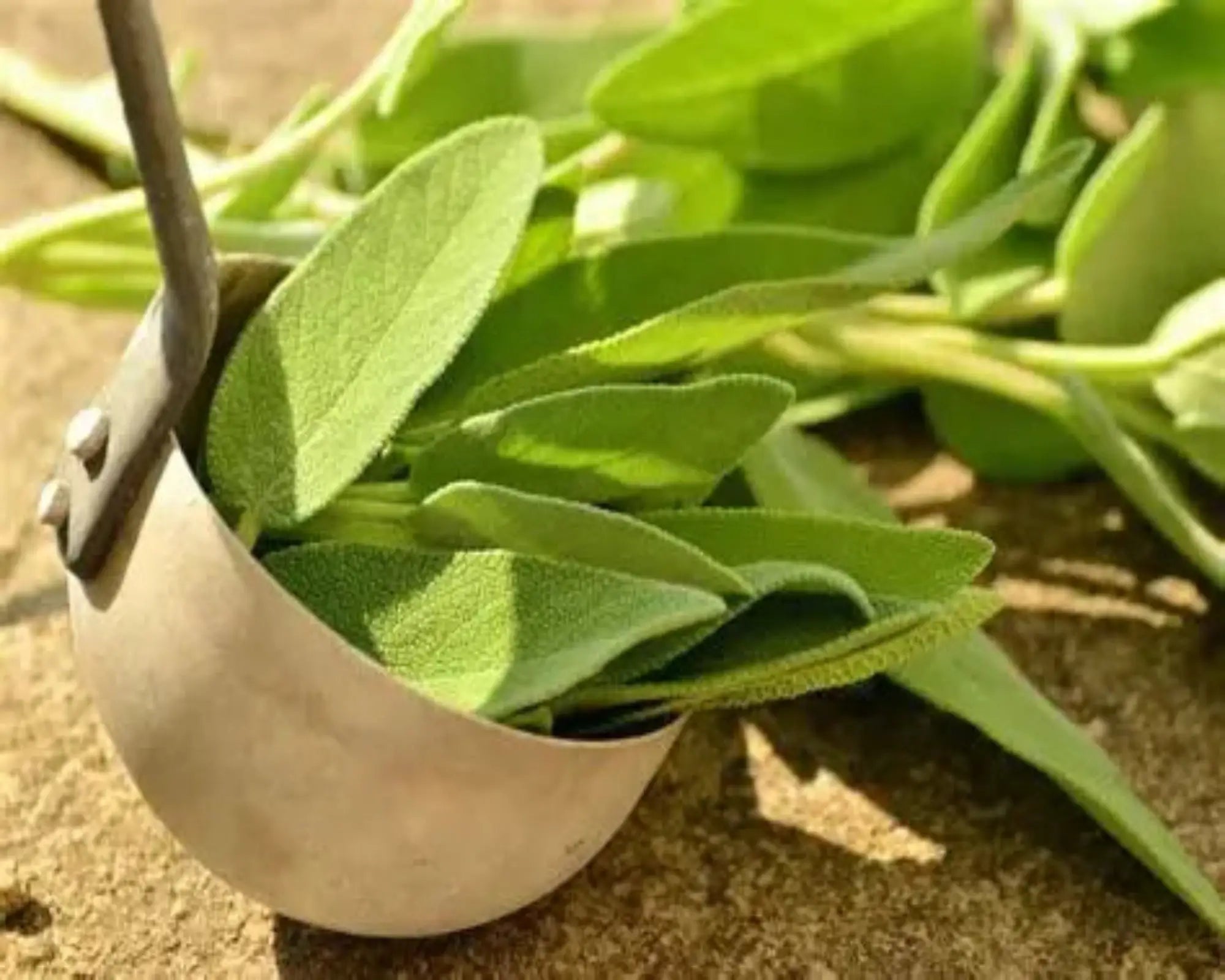 Sage Leaf Fragrance Oil