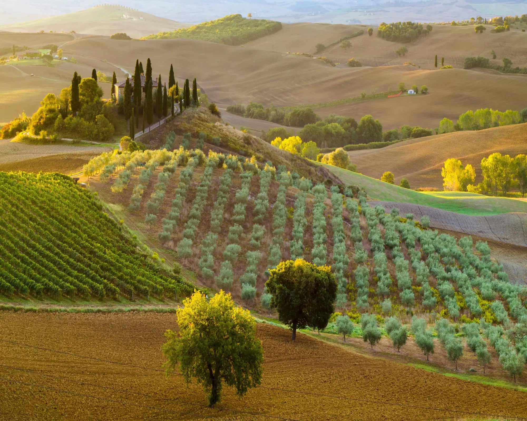 Tuscan Tobacco Fragrance Oil